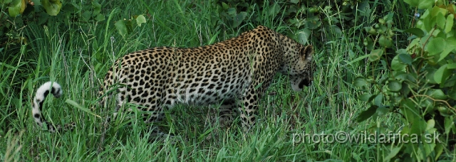 puku rsa 185.jpg - Meeting with leopard mother, near Babalala between Punda maria and Shingwedzi.